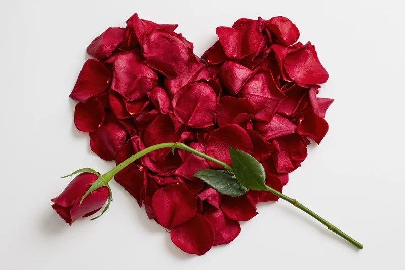 Heart-shaped arrangement of deep red rose petals with a single rose stem and leaf on white background