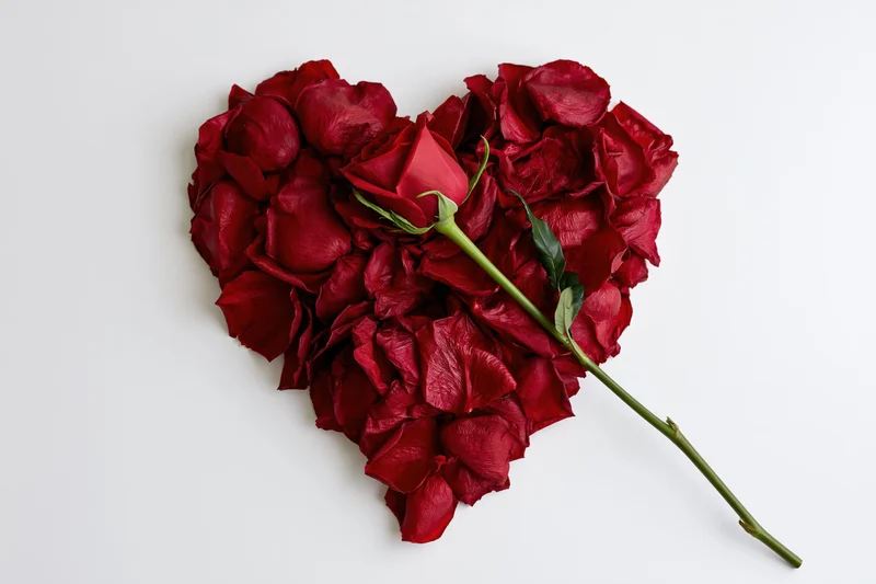 Heart-shaped arrangement of deep red rose petals with a single rose on white background