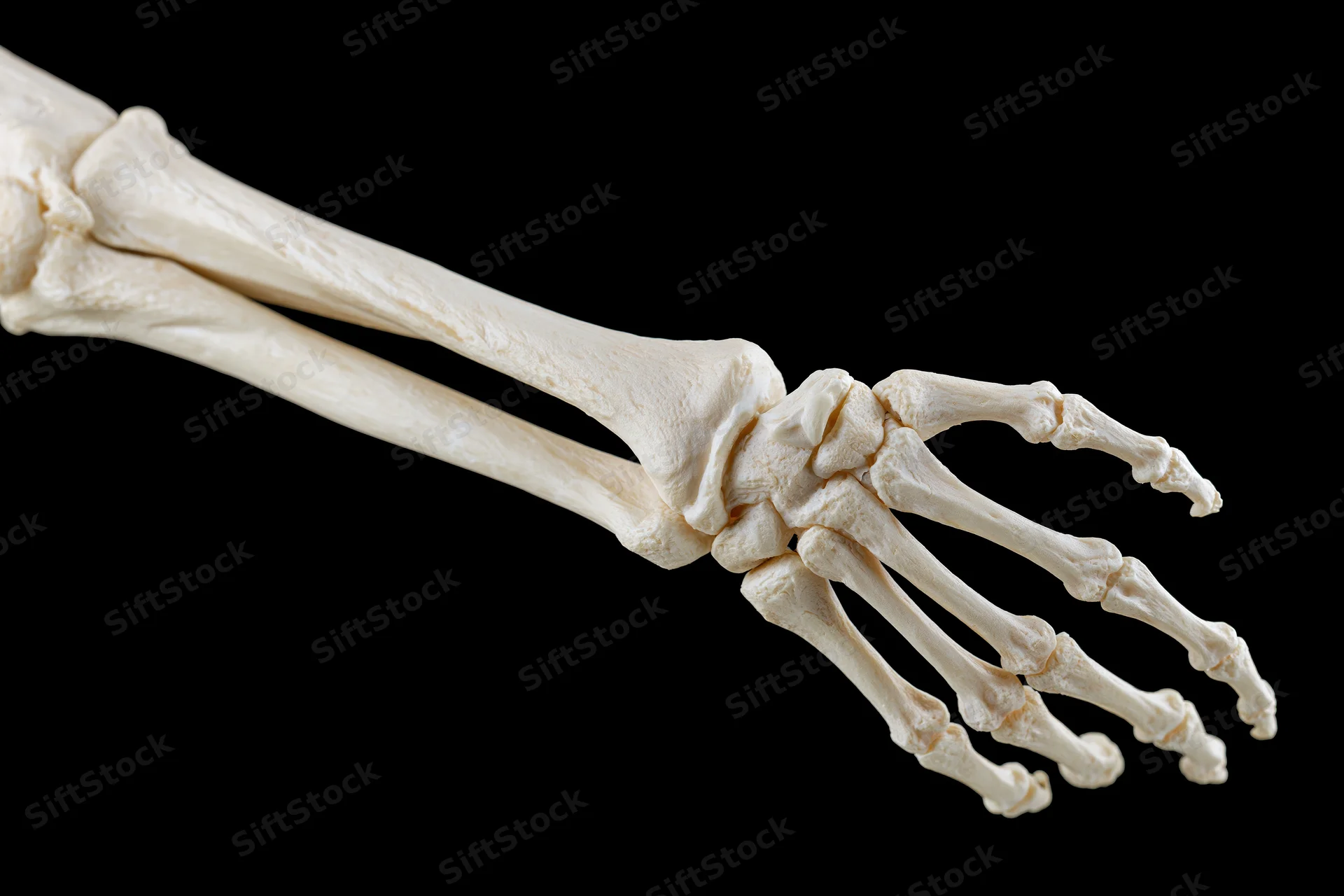 Human forearm and hand skeleton model extended against black background