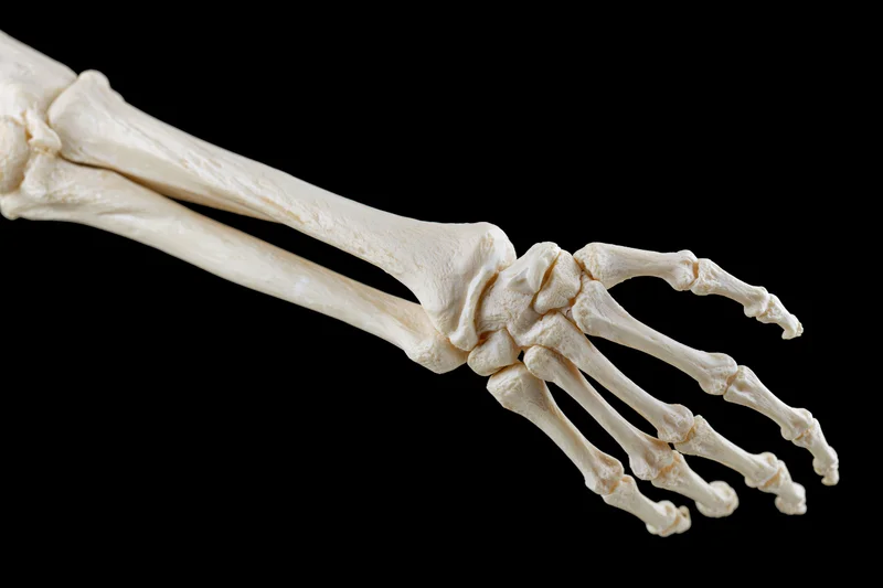 Human forearm and hand skeleton model extended against black background