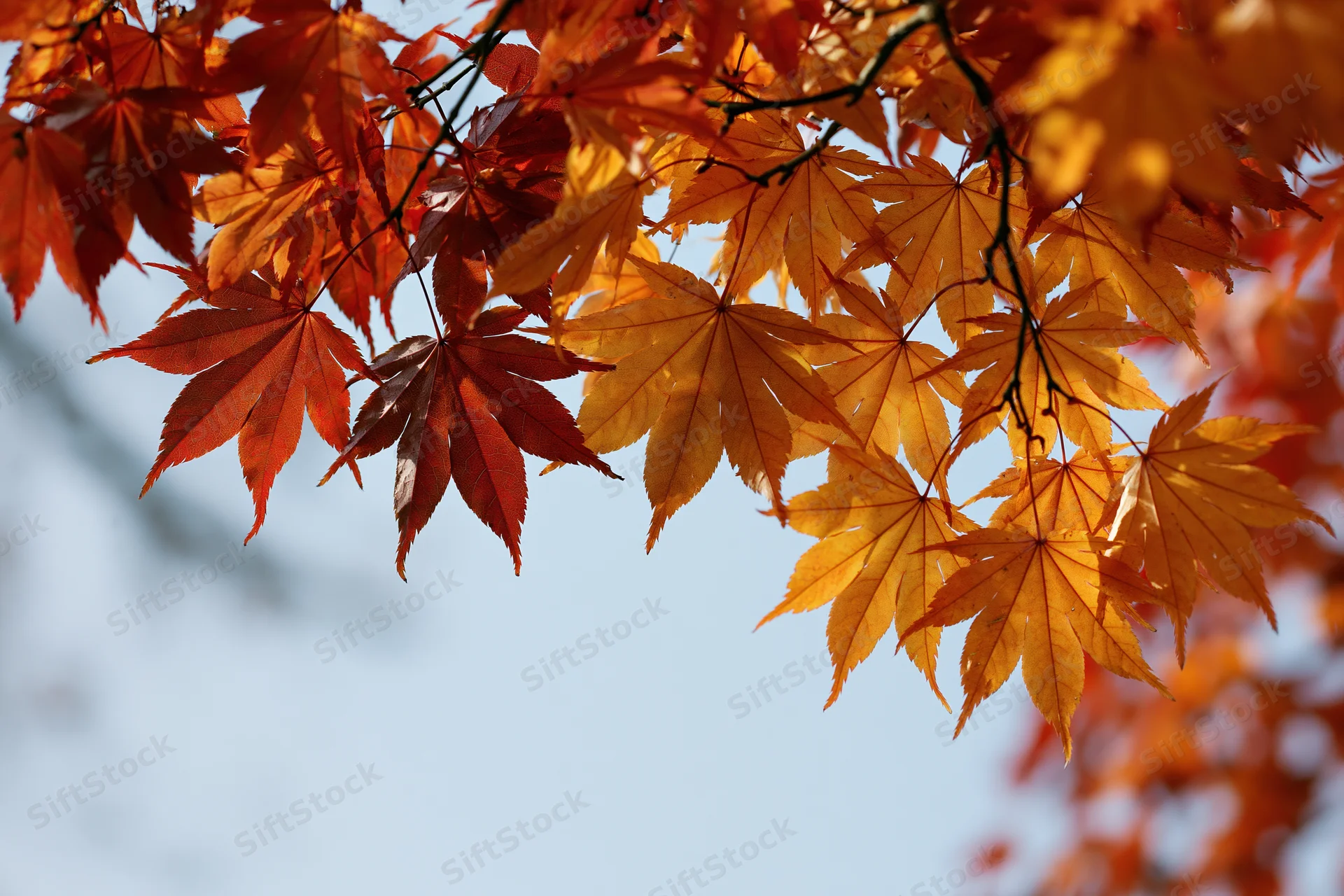 Japanese maple branches with autumn leaves against a blue sky