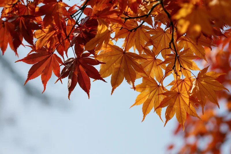 Japanese maple branches with autumn leaves against a blue sky