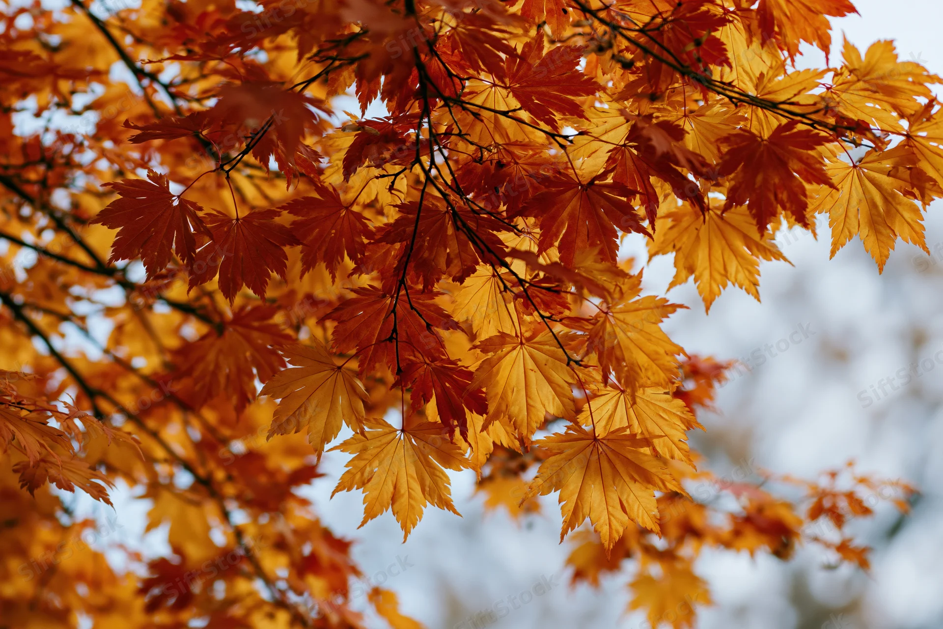 Closeup of japanese maple branches with dense autumn leaves in warm orange and yellow hues against a soft sky background