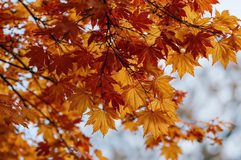 Closeup of japanese maple branches with dense autumn leaves in warm orange and yellow hues against a soft sky background