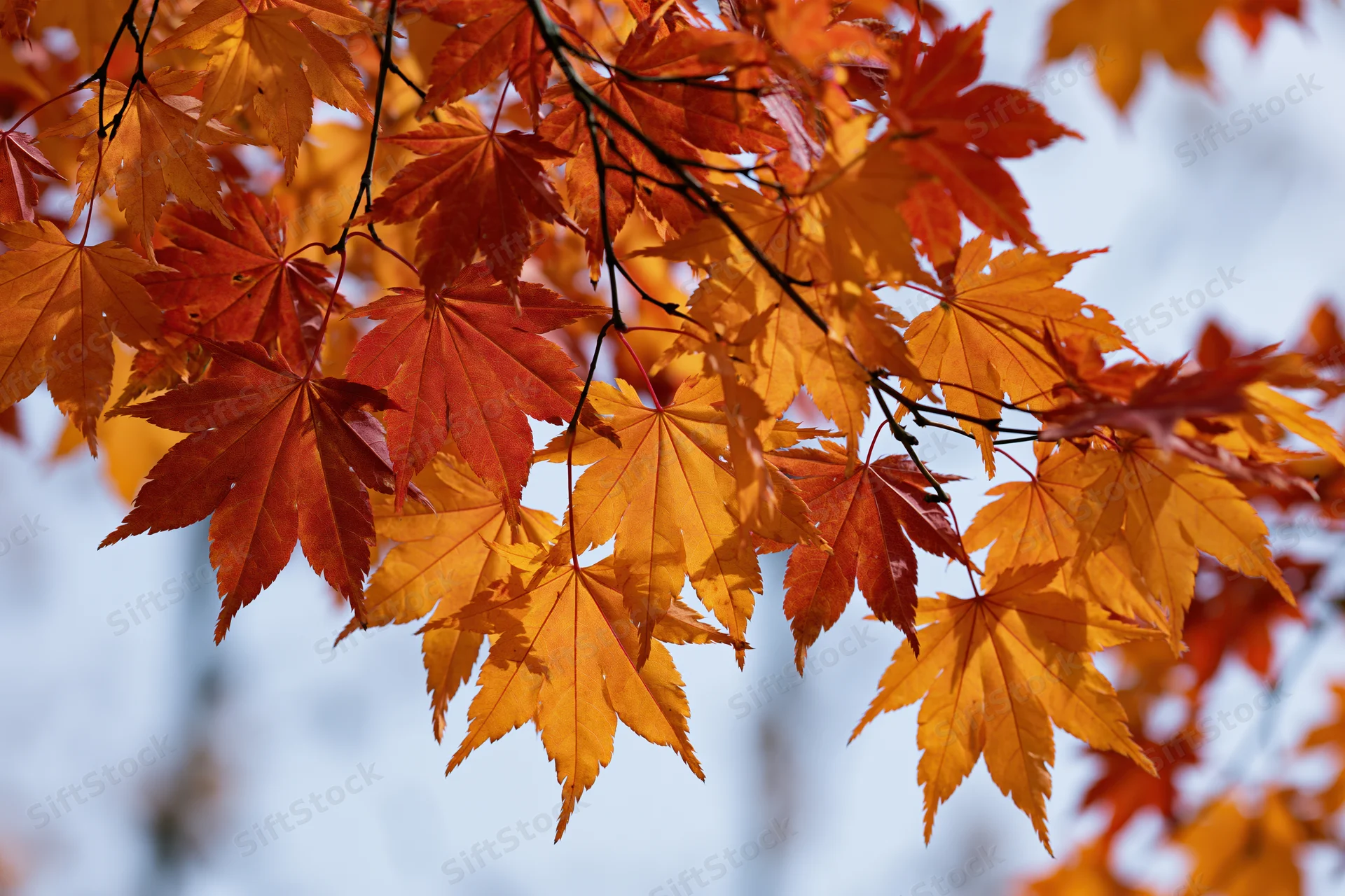 Closeup of vibrant orange and red maple leaves on branches against a soft sky background