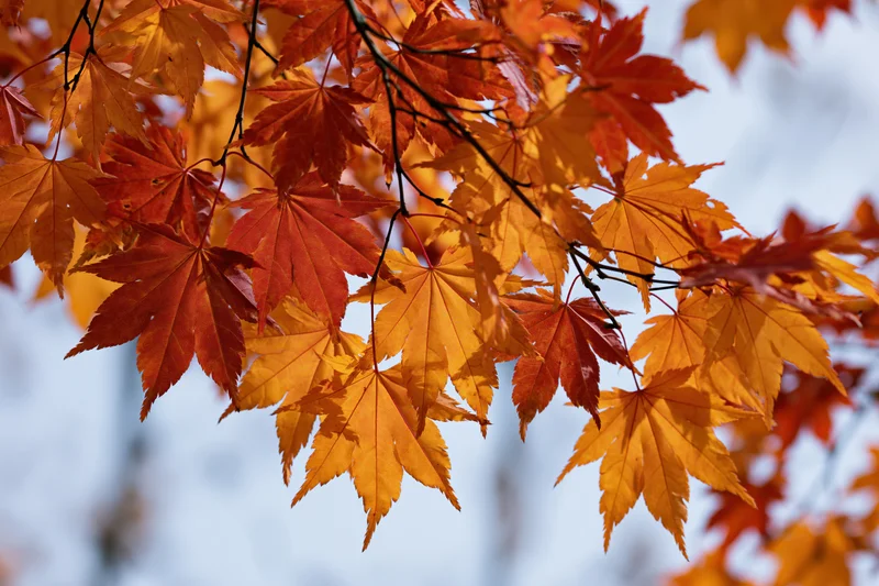 Closeup of vibrant orange and red maple leaves on branches against a soft sky background