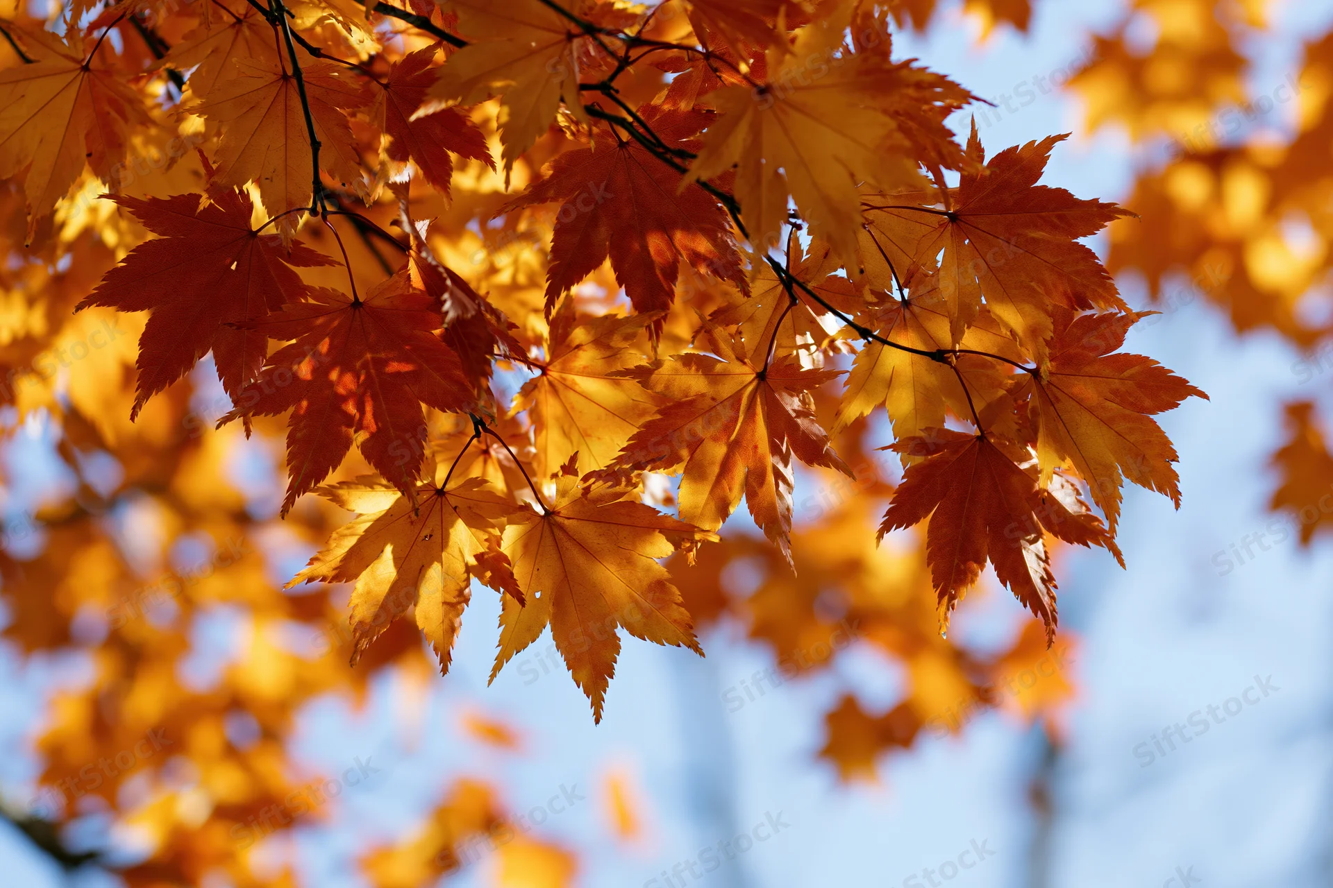 Maple branches with autumn leaves backlit by sunlight against a blue sky