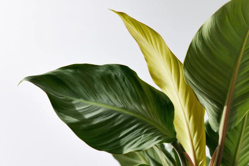 Large tropical houseplant leaves filling the lower-right corner against a white background