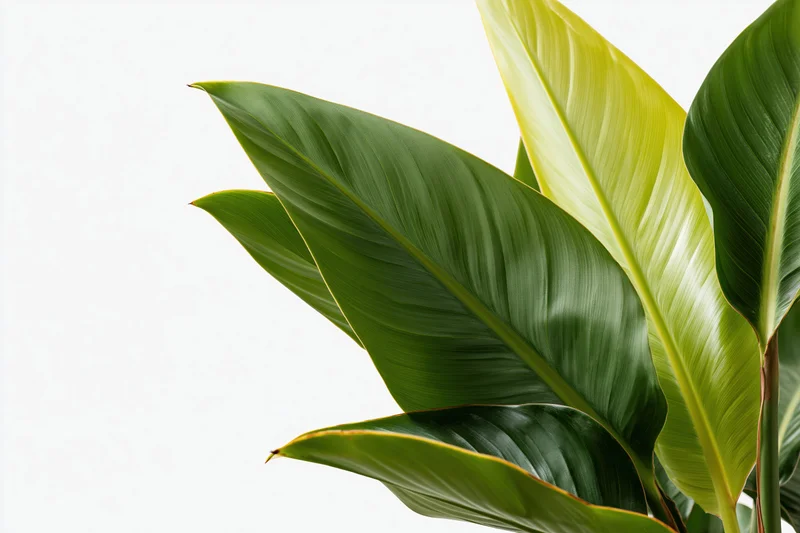 Large tropical houseplant leaves filling the lower-right corner against a white background