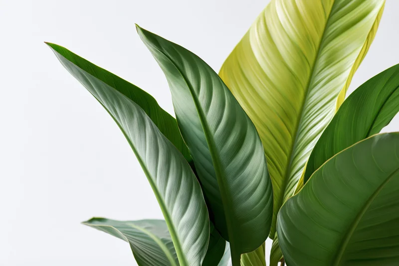 Tropical plant leaves filling the lower-right corner against a white background