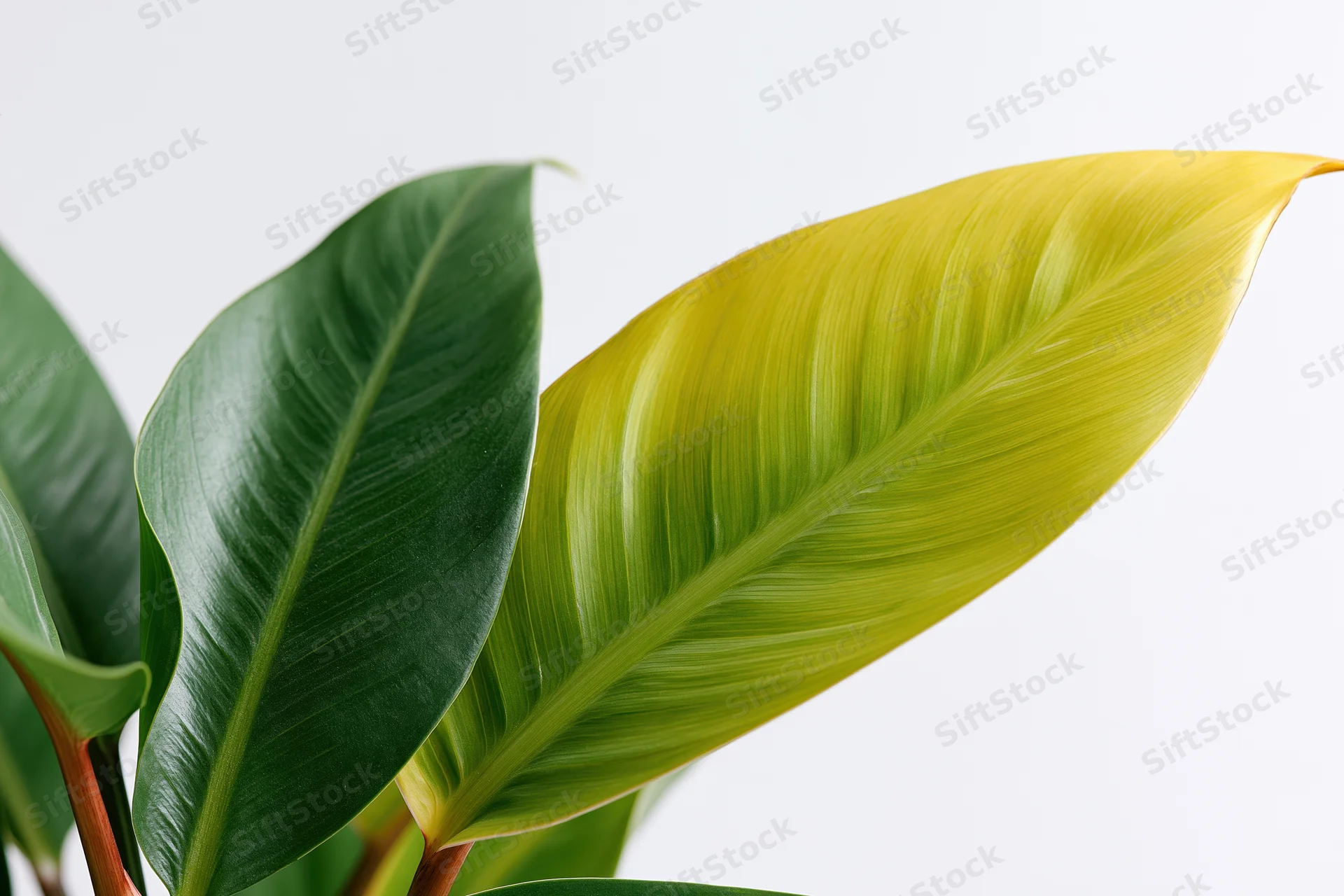 Closeup of variegated tropical houseplant leaves with green and yellow hues against white background
