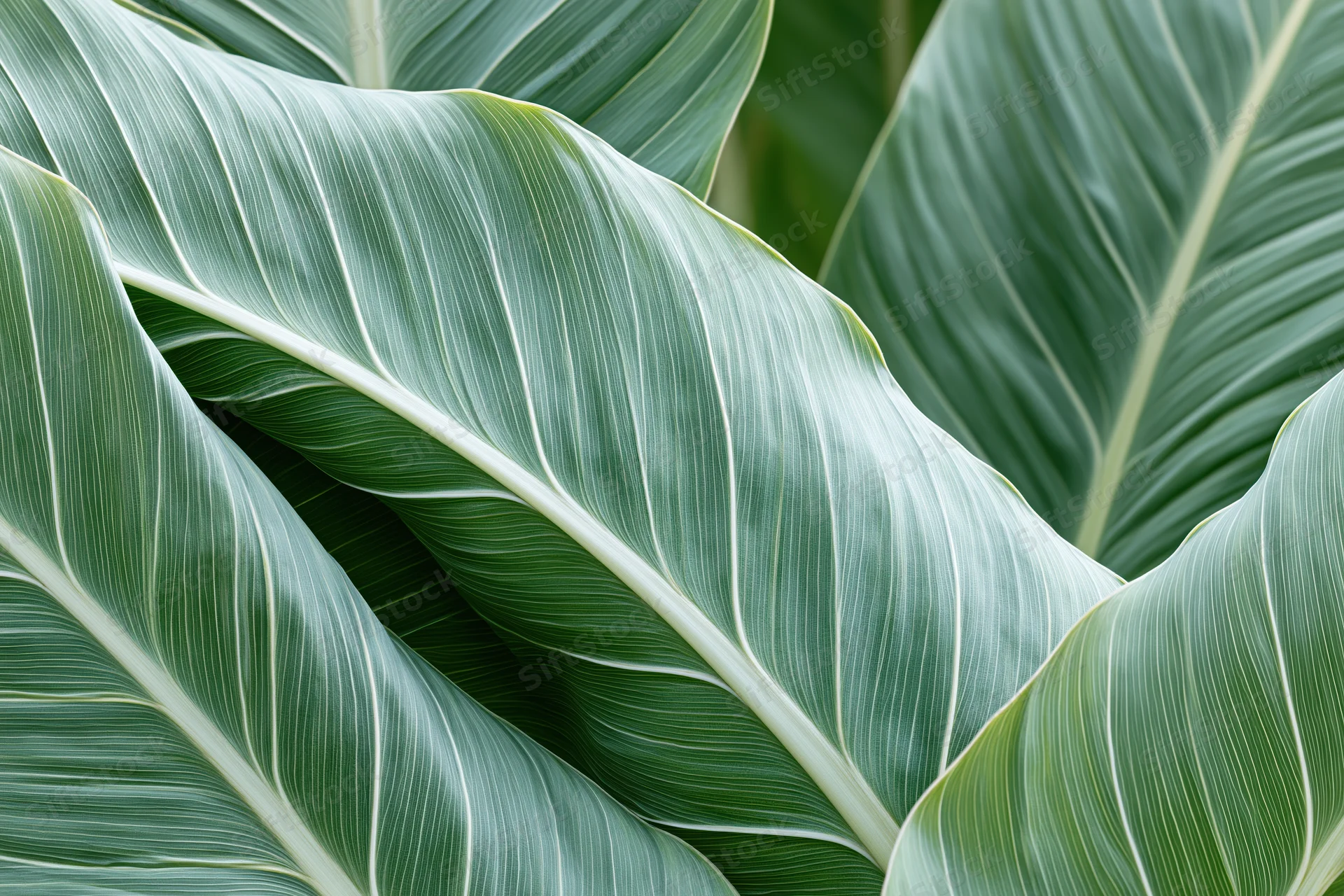 Large tropical leaves overlapping in a dense natural arrangement