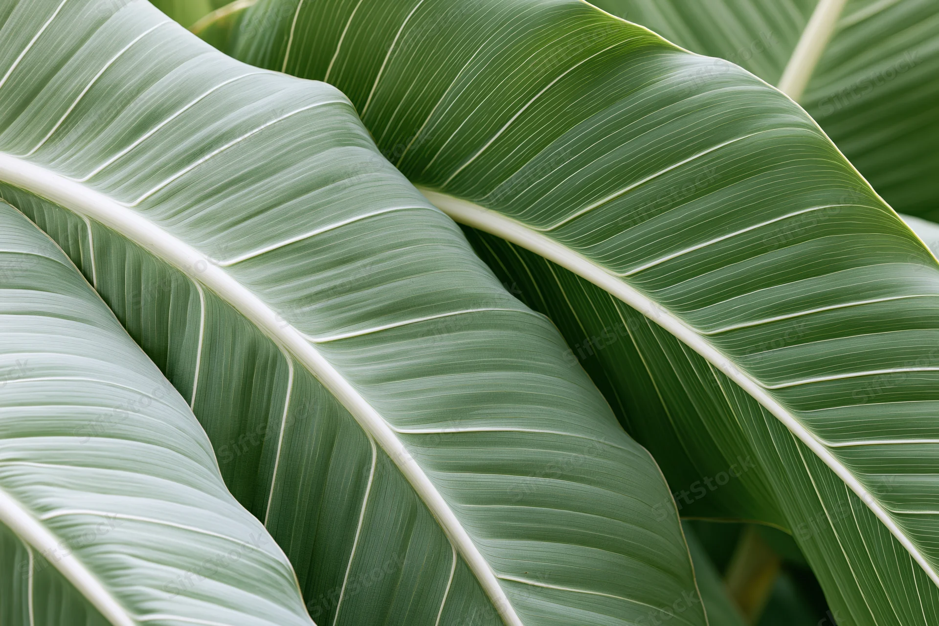 Large tropical leaves overlapping in a close-up view filling the frame