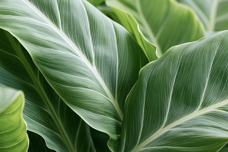 Large tropical leaves overlapping and filling the frame with visible veins and green texture