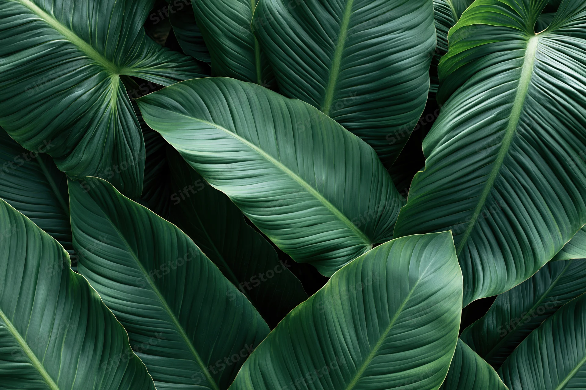 Overlapping tropical leaves filling the frame as a dense green foliage pattern