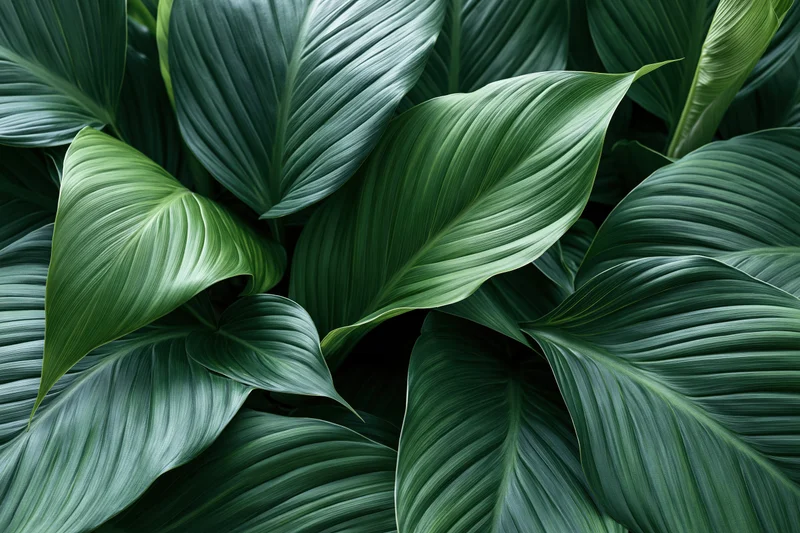 Large tropical leaves overlapping in a dense cluster filling the frame
