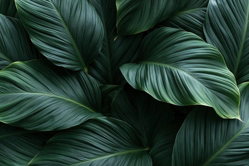 Overlapping tropical leaves filling the frame in a dense natural pattern