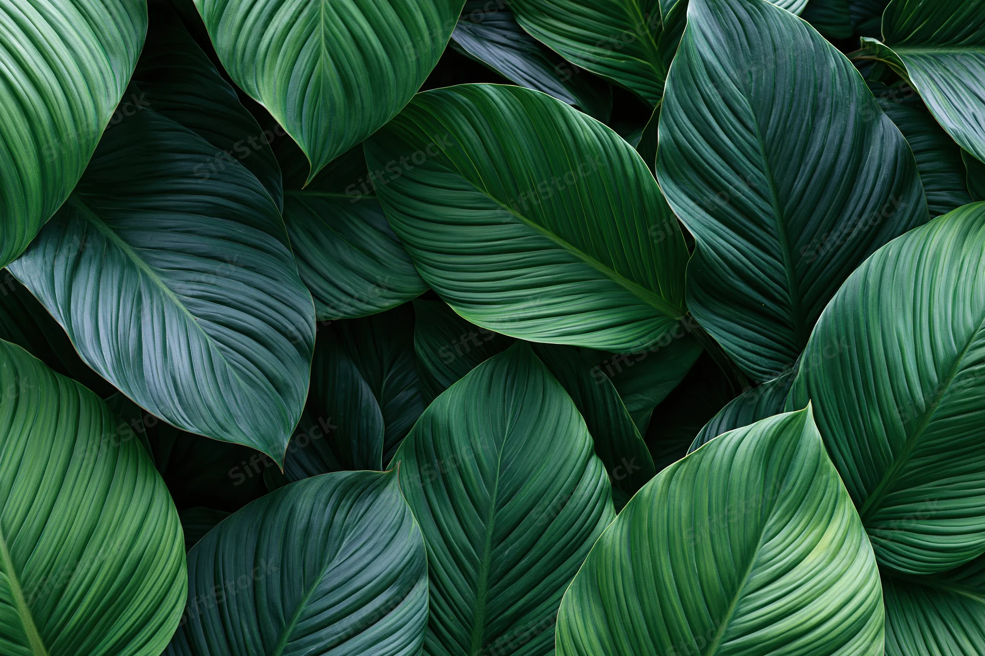 Overlapping tropical leaves filling the frame in a dense natural pattern
