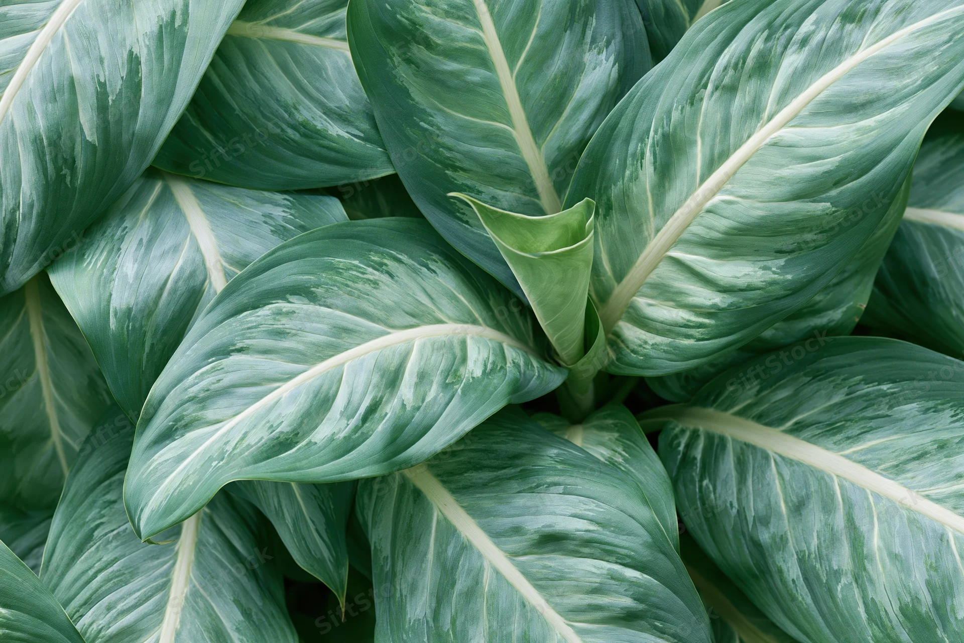 Large tropical leaves overlapping and filling the frame with variegated green patterns