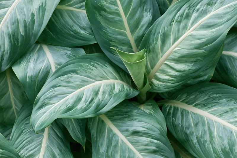 Large tropical leaves overlapping and filling the frame with variegated green patterns