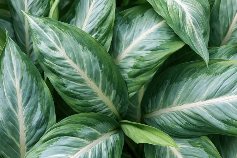 Closeup of overlapping tropical leaves filling the frame