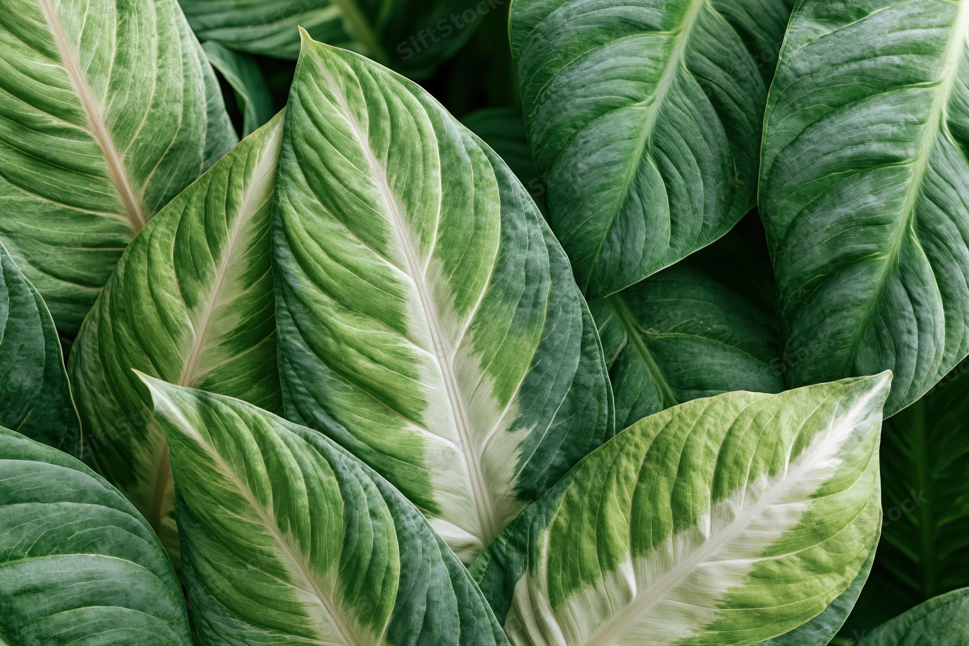 Closeup of overlapping tropical leaves filling the frame