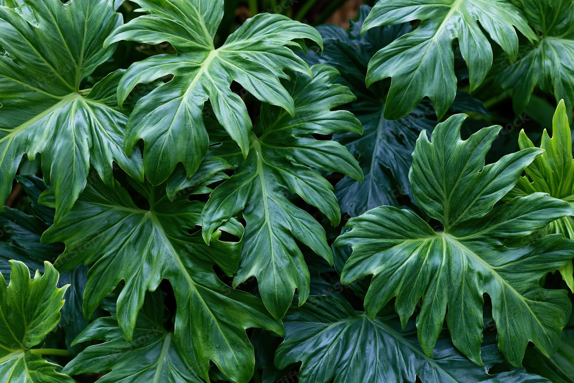 Large tropical philodendron leaves filling the frame in dense green foliage