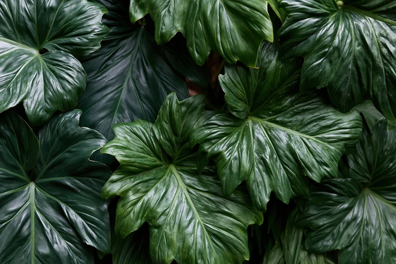 Large tropical philodendron leaves filling the frame in a dense lush arrangement