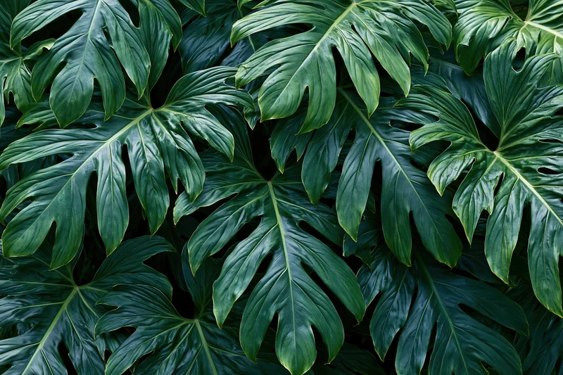 Monstera leaves filling the frame in a dense tropical foliage pattern