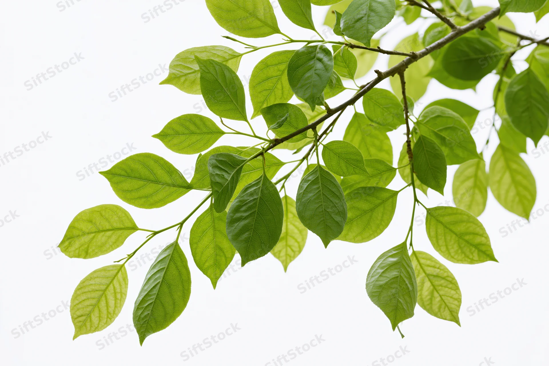 Leafy tree branch with fresh green ovate leaves extending diagonally against white background