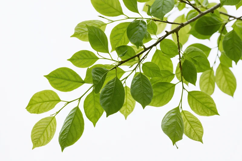 Leafy tree branch with fresh green ovate leaves extending diagonally against white background