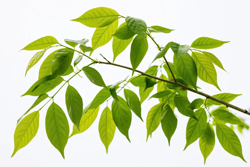 Leafy tree branch with fresh green ovate leaves extending diagonally against white background
