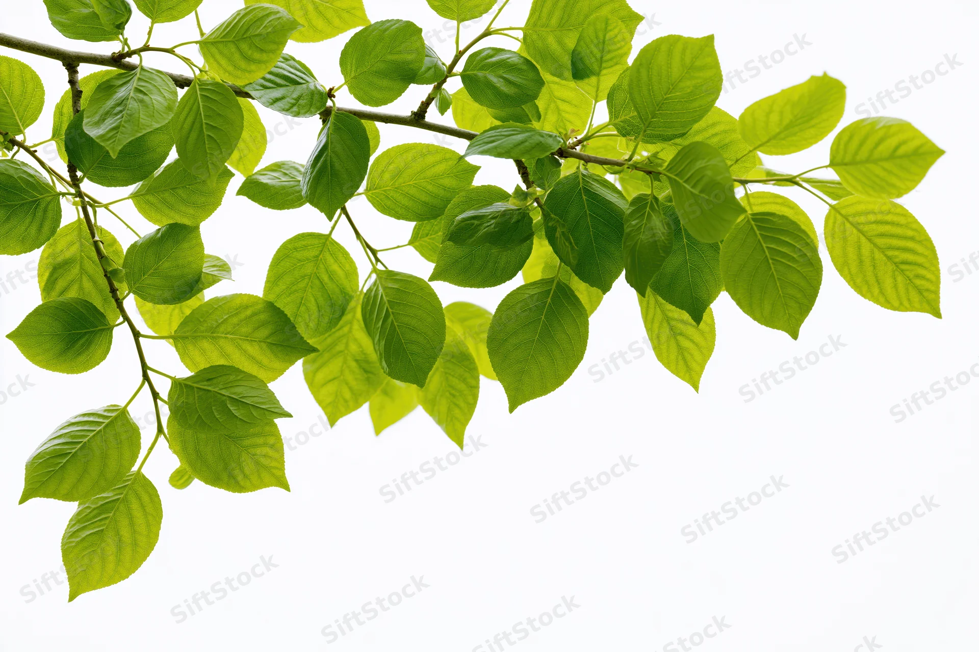 Leafy tree branch with fresh green ovate leaves extending diagonally against white background