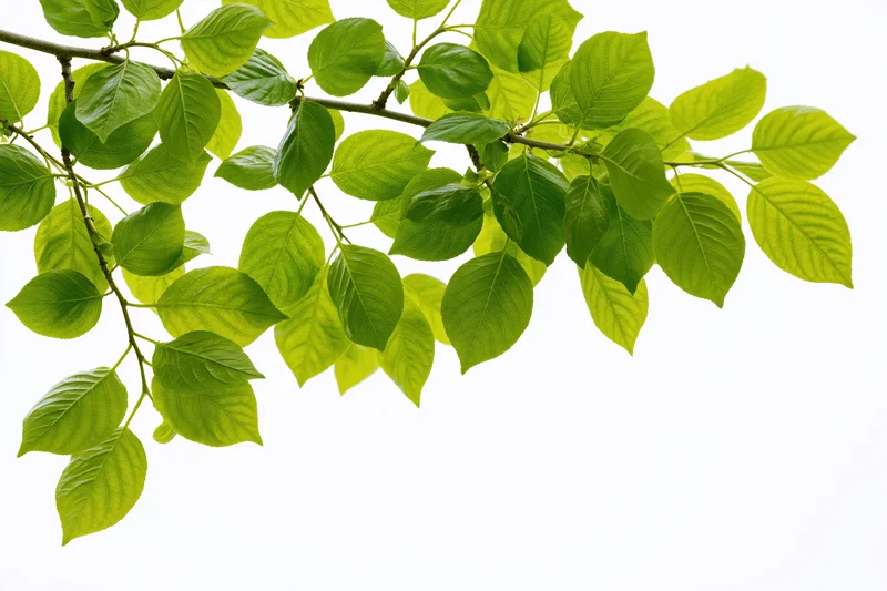 Leafy tree branch with fresh green ovate leaves extending diagonally against white background
