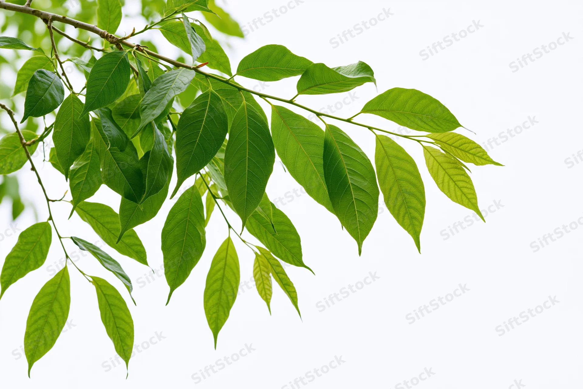 Leafy tree branch with fresh green ovate leaves extending diagonally against white background
