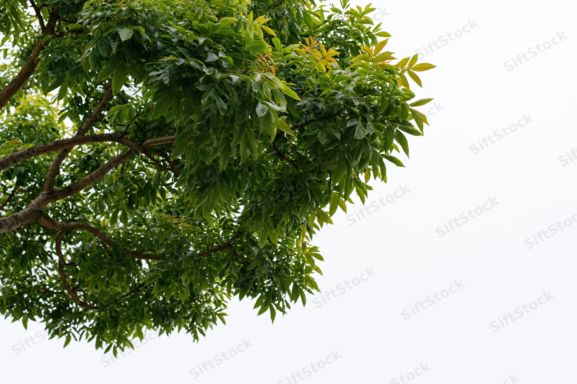Leafy tree branches with dense green foliage against a bright sky