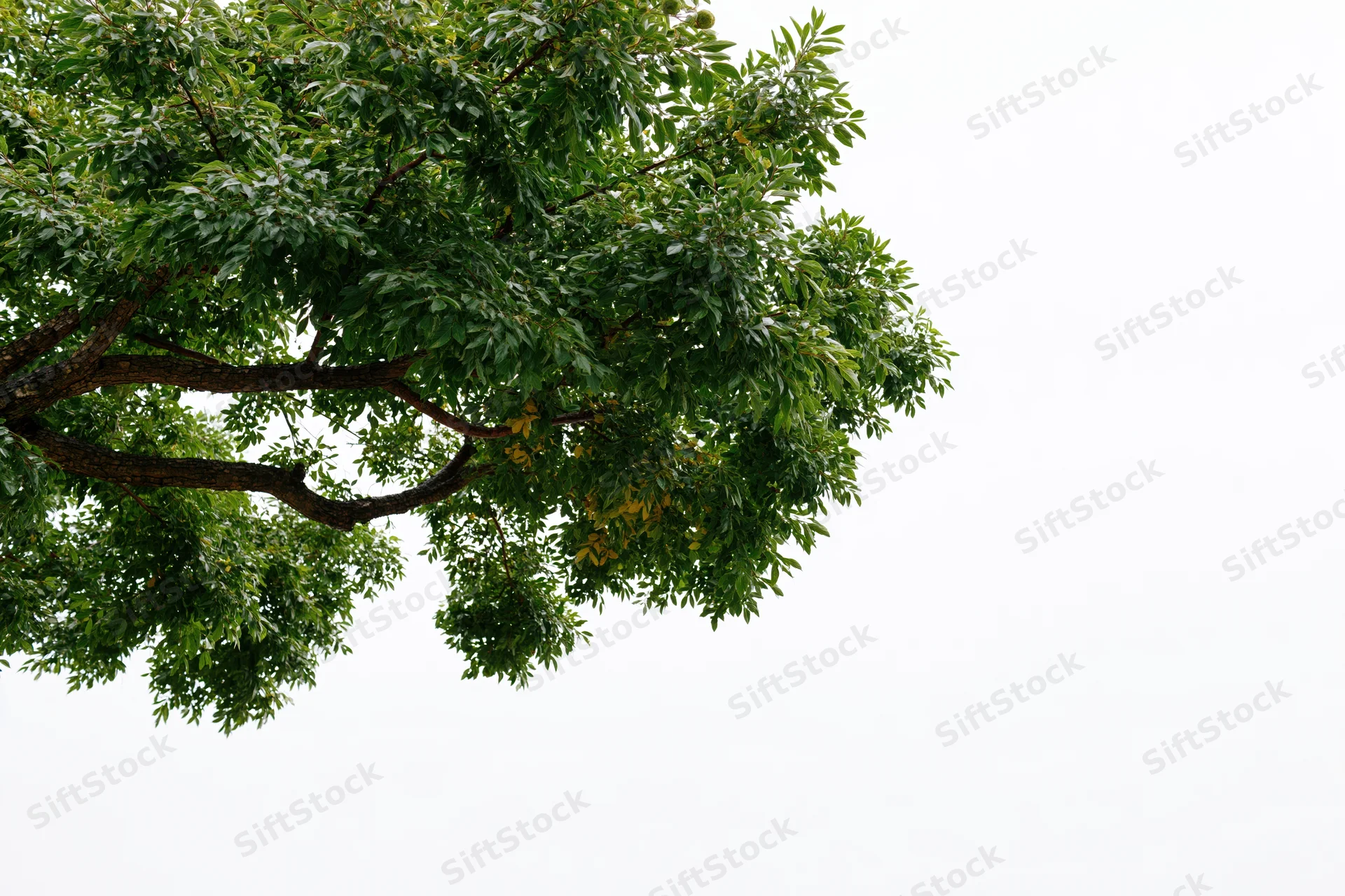 Leafy tree branches with dense green foliage against a white sky background