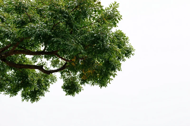 Leafy tree branches with dense green foliage against a white sky background