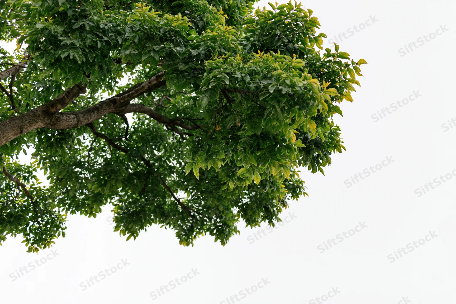 Leafy tree branches with dense green foliage against a white sky