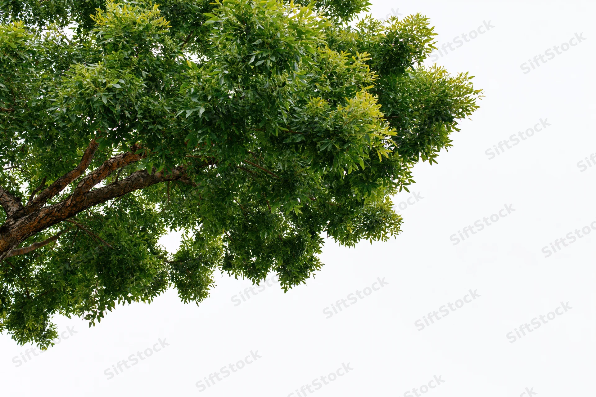 Leafy tree branches with dense green foliage against a white sky background