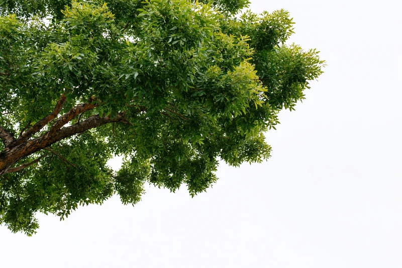 Leafy tree branches with dense green foliage against a white sky background