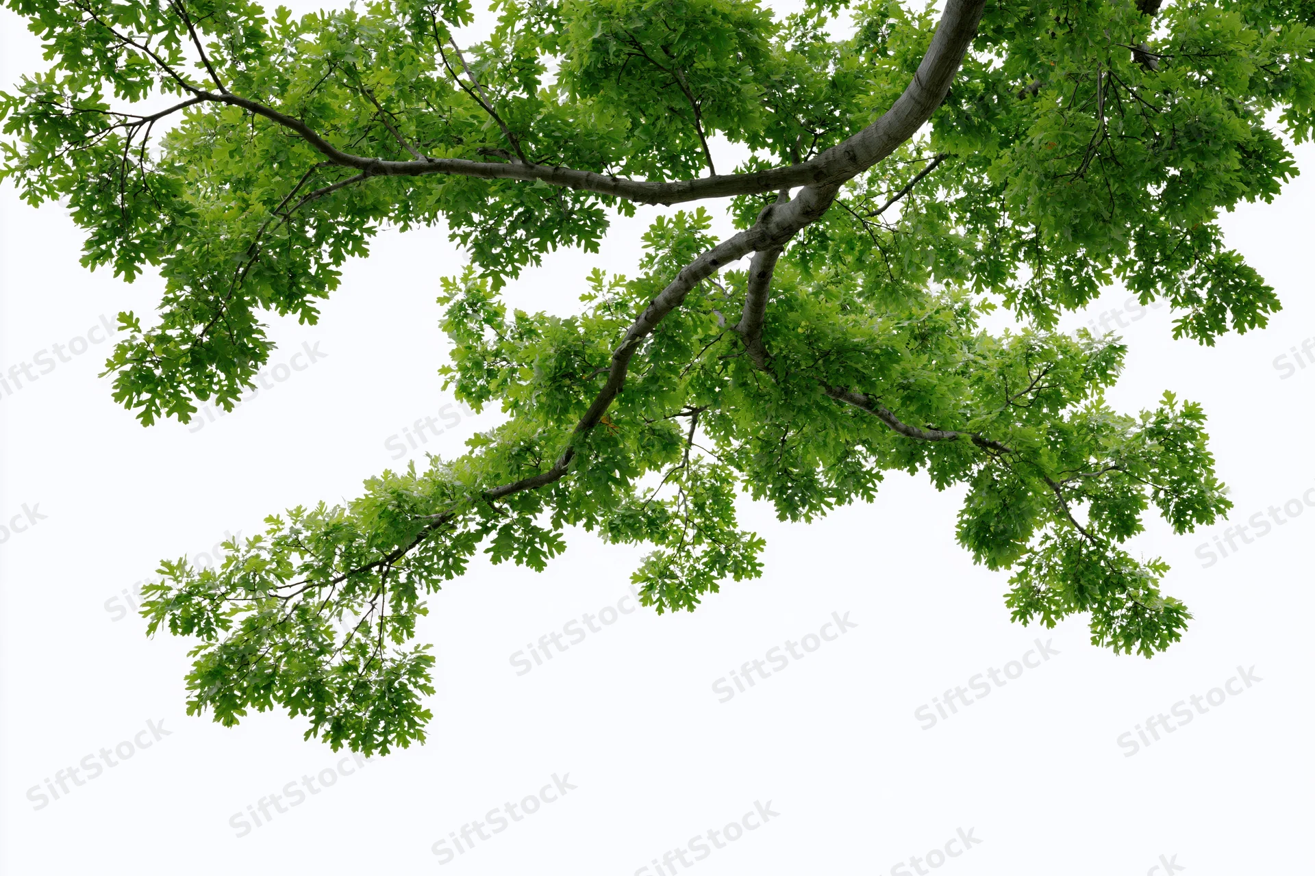 Leafy tree branches with fresh green foliage spreading across a white background