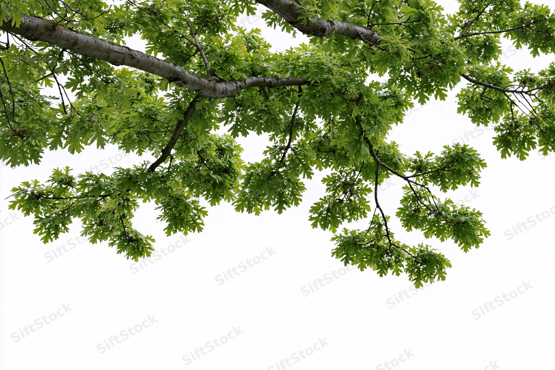 Leafy oak branches with fresh green foliage spreading across a white background
