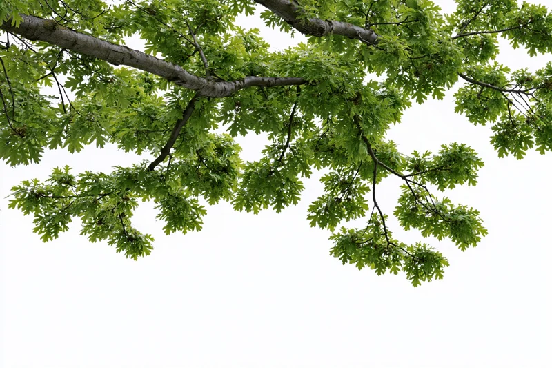 Leafy oak branches with fresh green foliage spreading across a white background