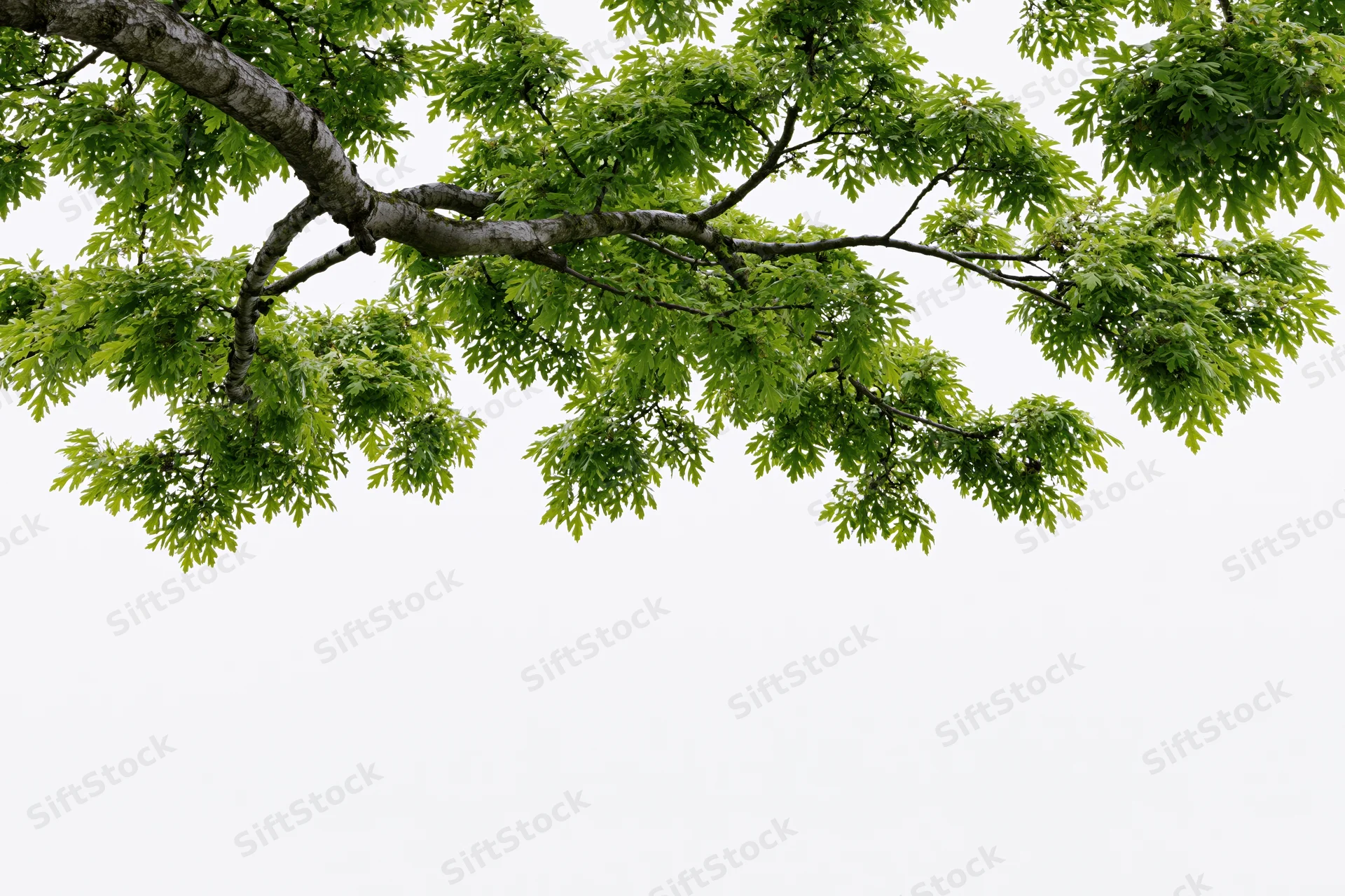 Tree branches with green leaves spreading across the frame against a white background