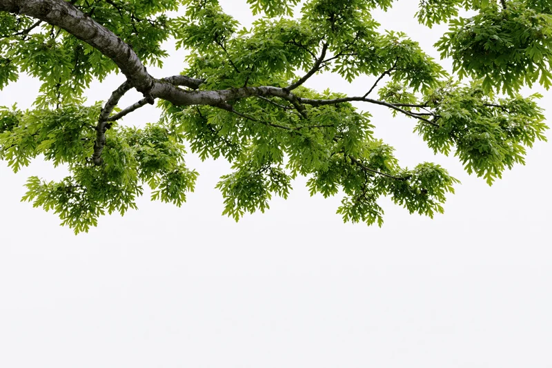 Tree branches with green leaves spreading across the frame against a white background
