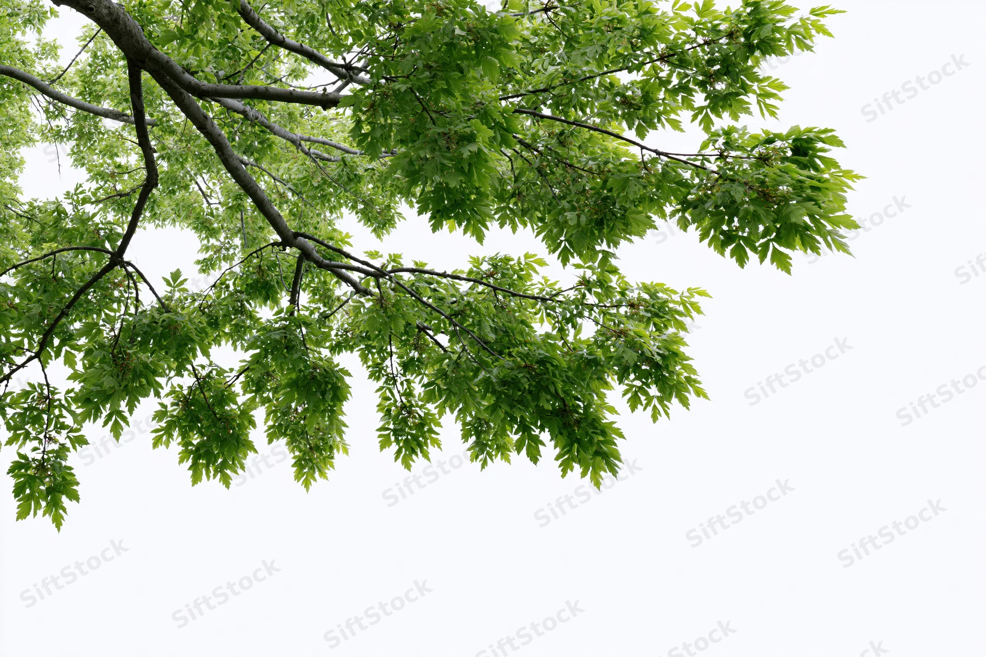 Leafy tree branches with fresh green foliage spreading across a white background