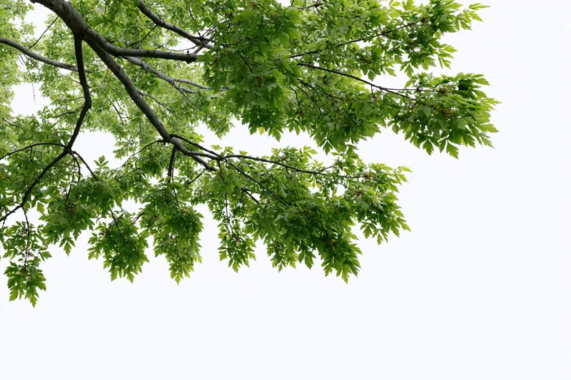 Leafy tree branches with fresh green foliage spreading across a white background