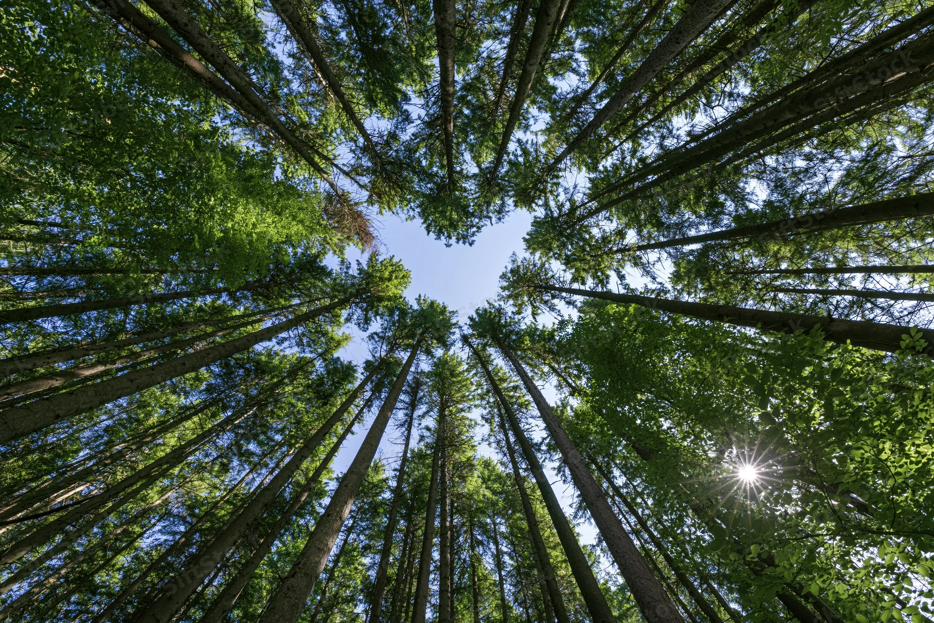 Looking up through a dense forest canopy of tall slender trees toward the blue sky with sunlight filtering through the leaves