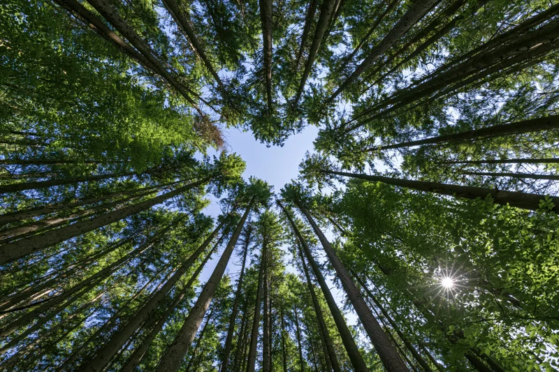 Looking up through a dense forest canopy of tall slender trees toward the blue sky with sunlight filtering through the leaves